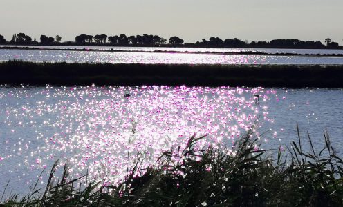 La Camargue : une escapade sauvage et sereine